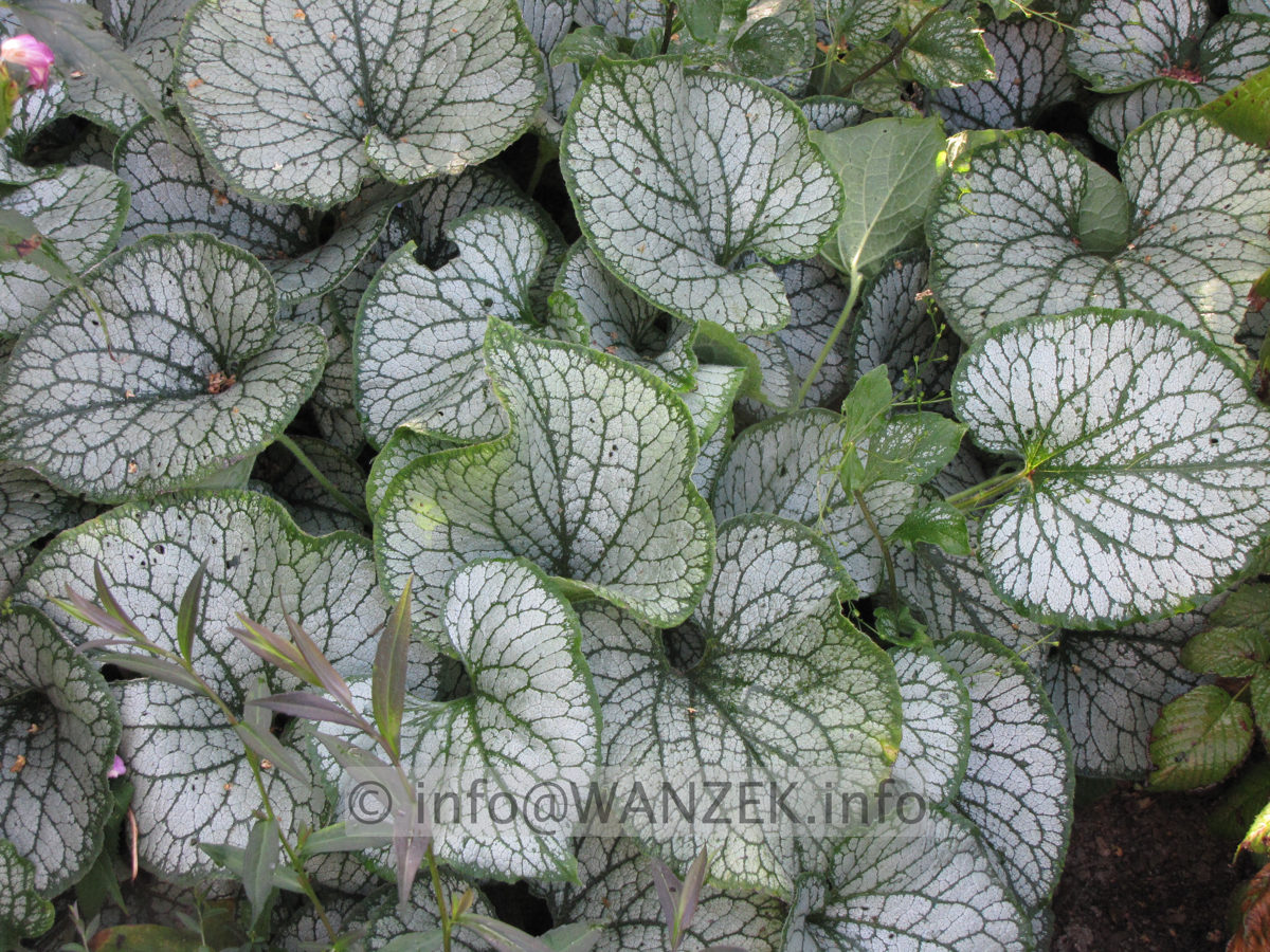 Brunnera macrophylla Jack Frost - Macro.JPG